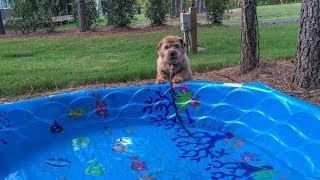 Norfolk Terrier Hank Born To Swim