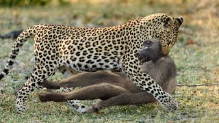 15 Tragic Moments! When The Leopard Fights His Arch Enemy : Monkeys