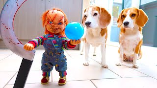 Little Chucky vs Dogs PRANK : Funny Beagles Louie & Marie