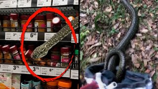 Shopper Finds 10Foot Python in the Spice Aisle