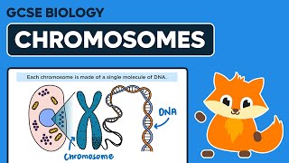 Chromosomes - Gcse Biology