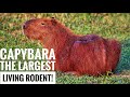 Capybara || The largest living rodent || Description and Facts!