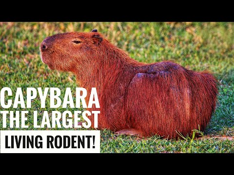 Vidéo: Le capybara est le plus gros rongeur. Descriptif, photos