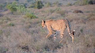 Young Cheetah failed Steenbok hunt