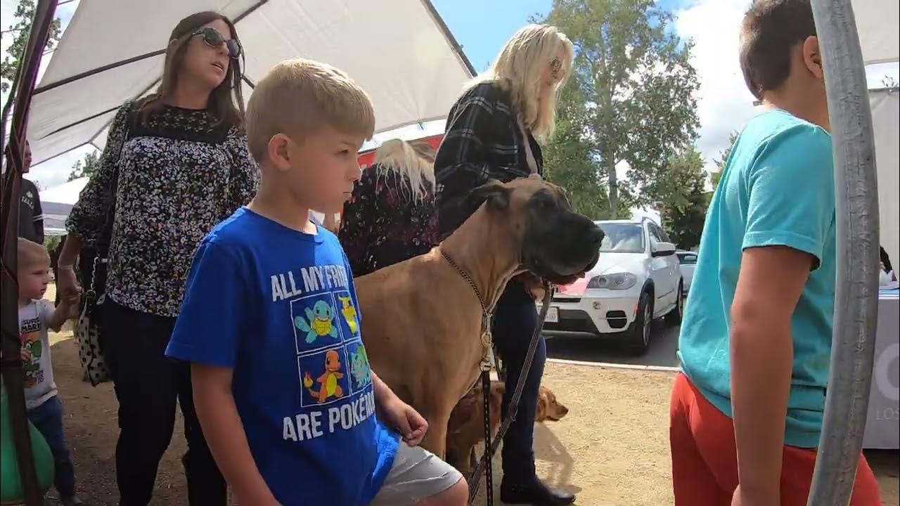 Cash 2.0 Great Dane at the Calabasas Earth Day Festival (5 of 7) YouTube