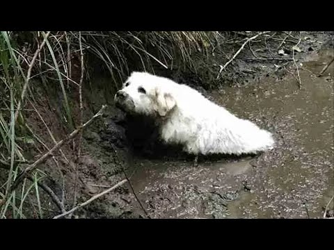 Video: Märgid, mis on rase koer