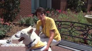 Celebrity Meet Shelby Baptist's Newest Team Member Wealth