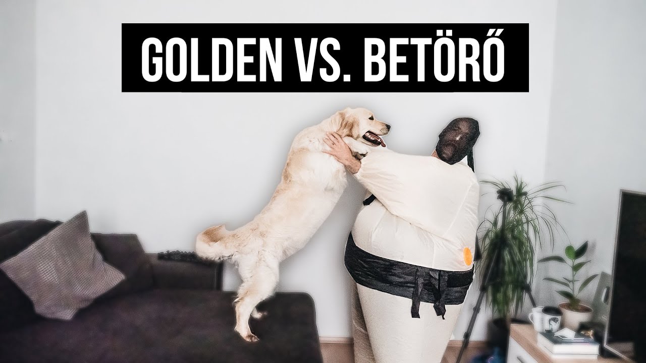 Golden Retriever VS. BETÖRŐ