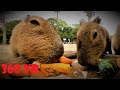 カピバラに食べられる野菜の気持ち４K Vegetable eaten by capybara VR