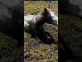 A man saved a pregnant horse #shortvideo #shorts #trending