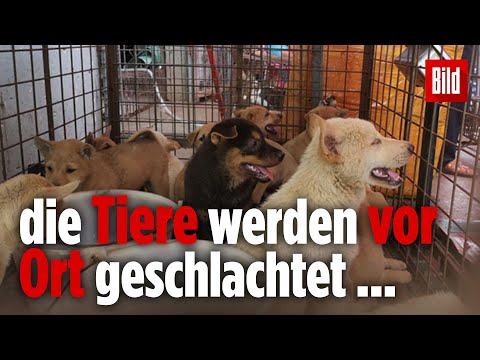 Video: Wer hat die Chinesen abgeschlachtet?