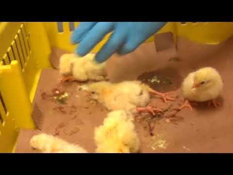 Baby Chicks Ground Up Alive