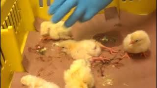 Baby Chicks Ground Up Alive