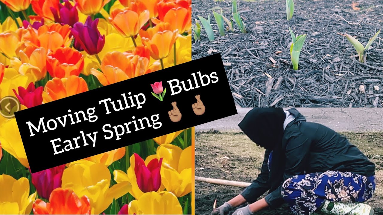 How to transplant tulip bulbs that have already bloomed 🤞🏽🤞🏽🤞🏽 YouTube