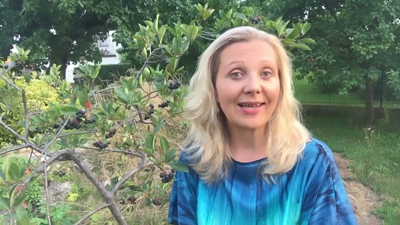 Černý jeřáb, aronie - pěstování, účinky a využití