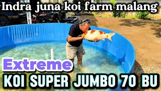 Exrtreme‼️koi super jumbo 70 cm Bu,kirain koi import,ternyata koi lokal‼️buruan sat set bosku