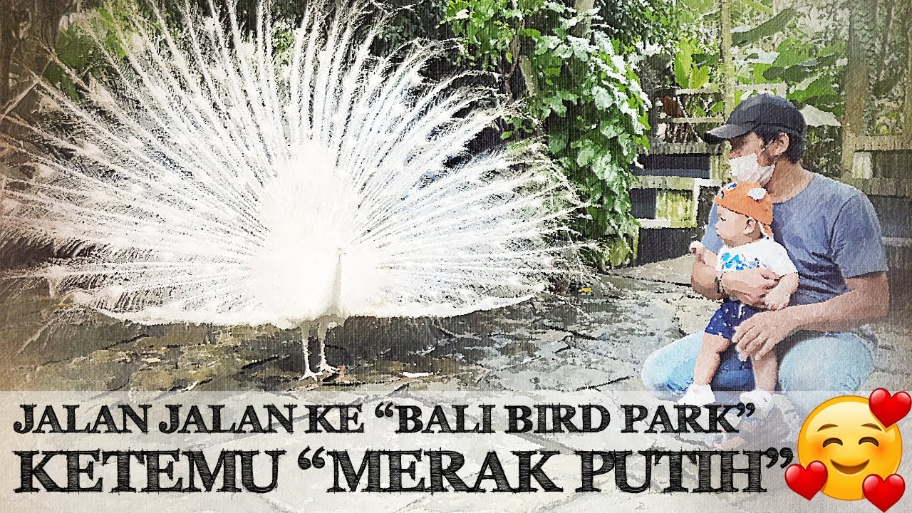 620 Koleksi Gambar Burung Merak Bali HD Terbaru