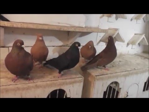 Пермские цветные Александра