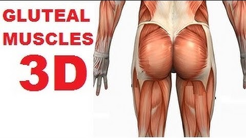 Muscles of the Thigh and Gluteal Lateral Rotators