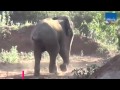 Touching moment elephant turns round to thank villagers who spent six hours freeing.