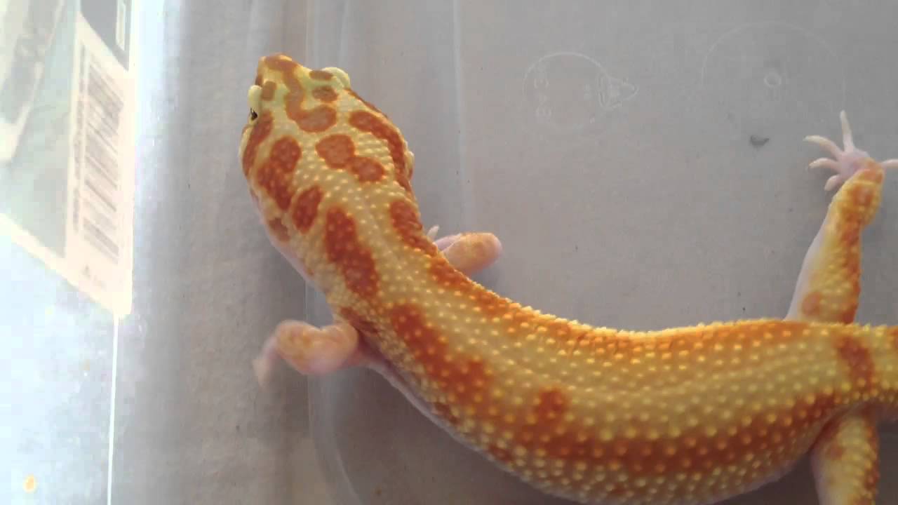 geckos for sale Please check out BensHerpsandInverts!