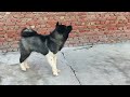 American Akita male 6 month proud owner alpha rule kennel