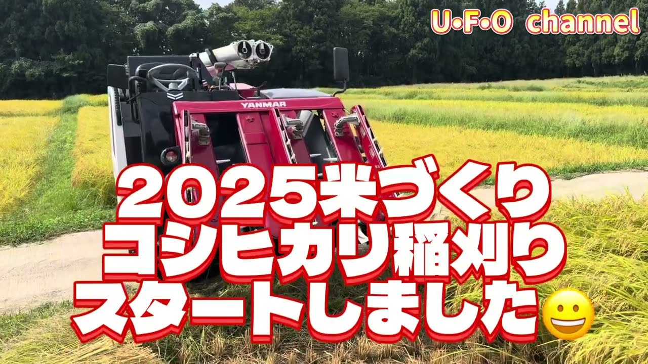 【2025米づくり】コシヒカリ稲刈りスタートしました😀 @ufochannel777sadoagri 