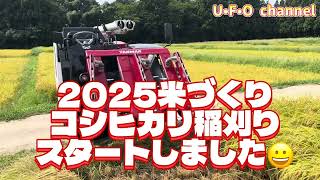 【2025米づくり】コシヒカリ稲刈りスタートしました😀 @ufochannel777sadoagri  2025米づくり 稲刈りまで1週間順調に育ってます 早くコンバイン乗りたい Ufochannel777sadoagri