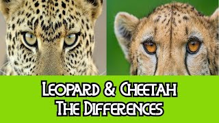 Leopard & Cheetah  The Differences