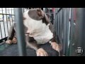 ABKC Dog Show - Chattanooga, Tennessee - CountryFed Bully Showdown in HD ABKC Dog Show - Chattanooga, Tennessee - CountryFed Bully Showdown in HD