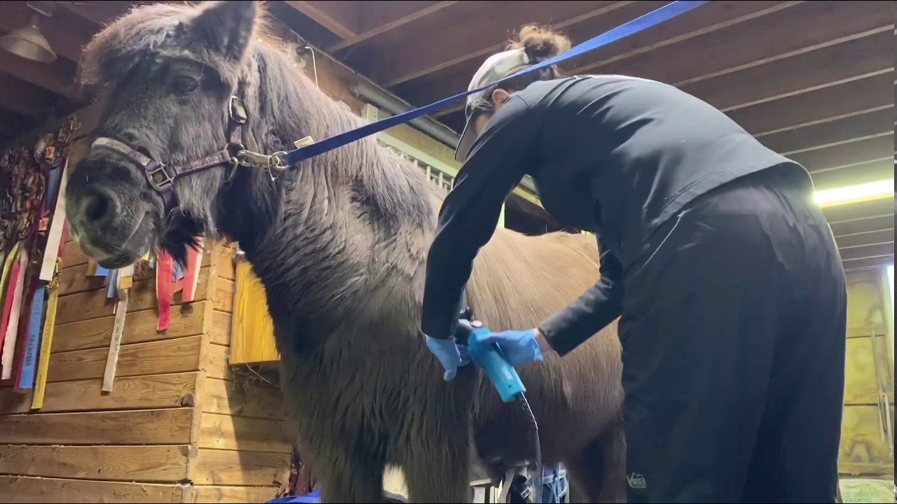 Lister Star Clippers! YouTube
