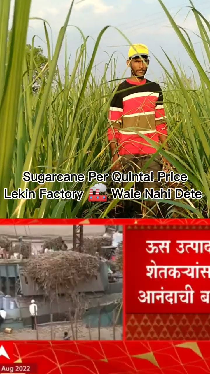 ABP Majha News Sugarcane Per Quintal Price 3400 narendramodi ABP Majha News Sugarcane Per Quintal Price 3400 narendramodi