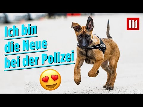 Video: Aufzucht eines Welpen für Polizeihunde