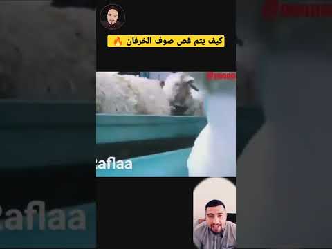 أغرب طريقة لقص الصوف من الخرفان ستشاهدها في حياتك محمد جميعي