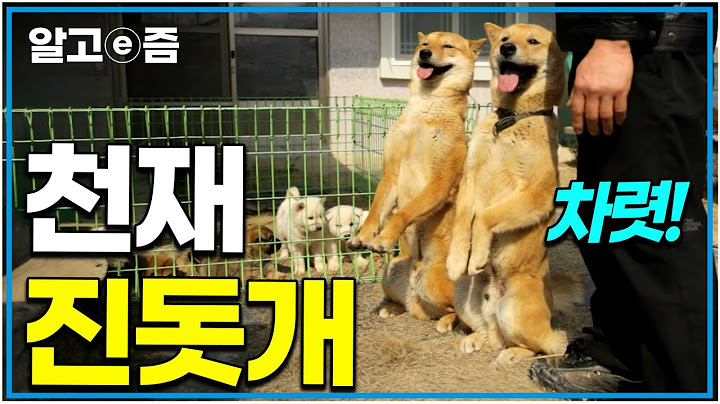 "아니, 세상에 이런 천재 개가?" 5일장에서 주워온 진돗개, 훈련 없이도 천재가 된 이야기｜한국기행｜알고e즘