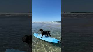 Surf’s up dudes ‍♂ #surferdog #surf #dog #staffy #bluestaffy