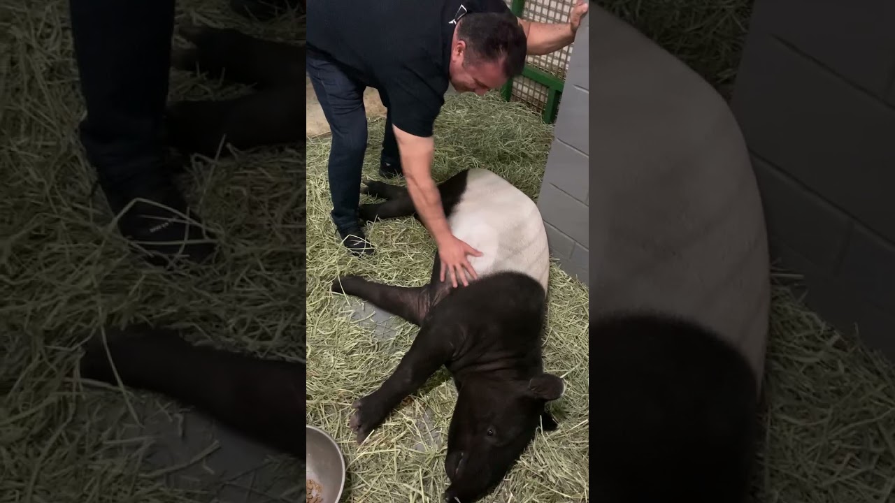 Coach Javier Mendez finds a new animal buddy 