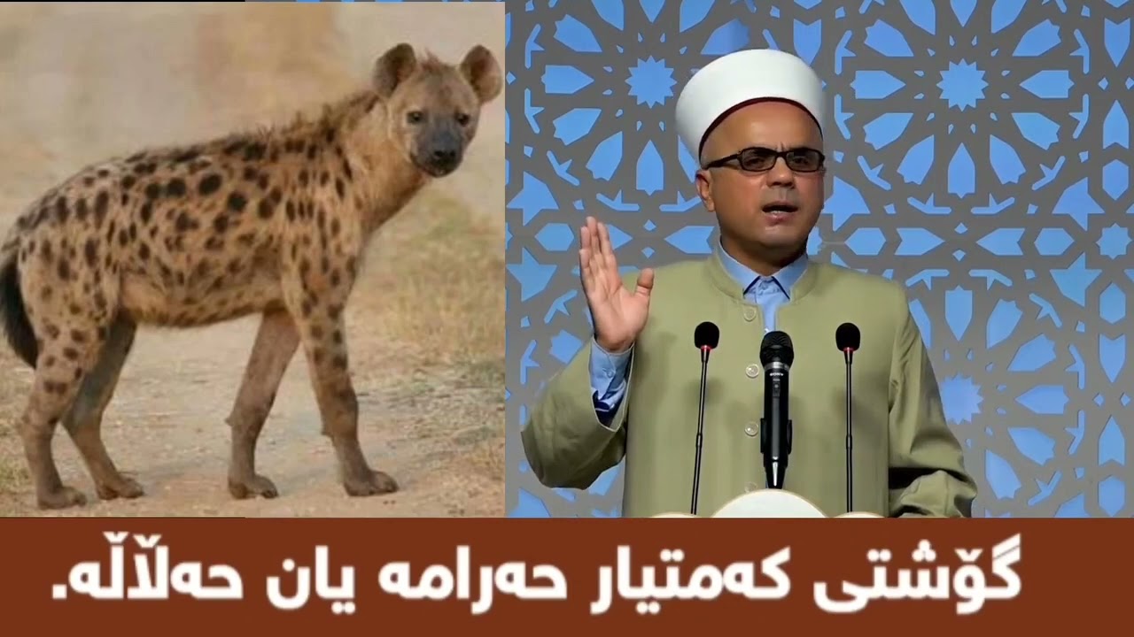 گۆشتی ڕێوی حەڵاڵە یان حەرامە؟