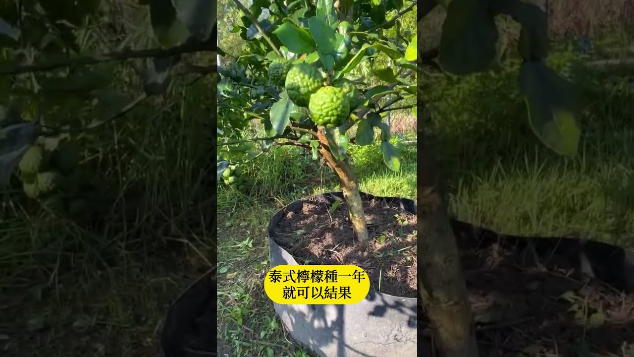 泰式檸檬樹怎麼種怎麼吃?