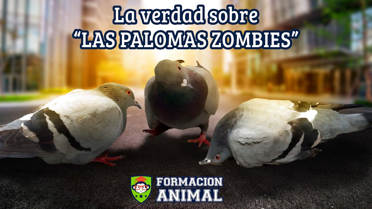 La verdad sobre las “palomas zombies”: ¿Qué es el paramixovirus? | Formación Animal