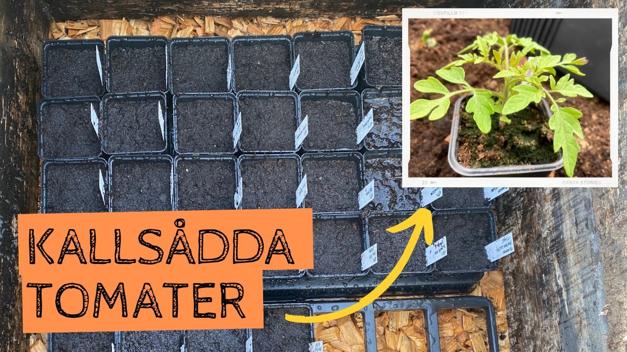 Kallsådd av TOMATER - Kommer jag att lyckas bättre i år? Jag satsar stort på att kallså mina tomater
