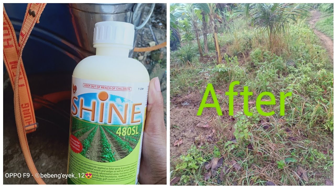 Weeds Control / Chemical Control YouTube