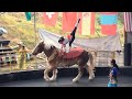 Horse Riding Incredible Stunts | Mongolian Horse Riders