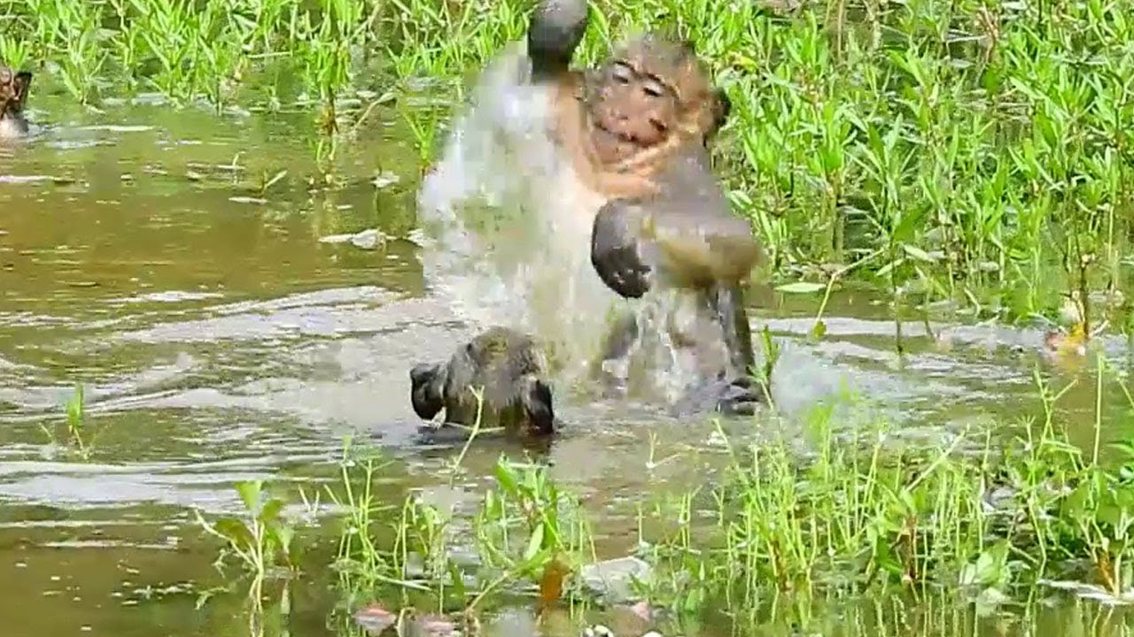 Oh SweetPea screams scare Jack fight drown in the water, SP scares Jack lose fight in water