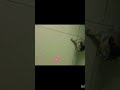 #funny #cat #shorts