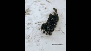 Norman, The Wiener Doggie, In The Snow