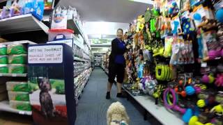 Pet City Advertisement