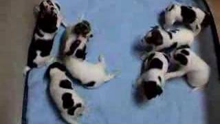 Rat Terrier Puppies 3 12 Weeks