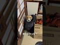 可愛いより心配が勝つ鞄の入り方 #beagle