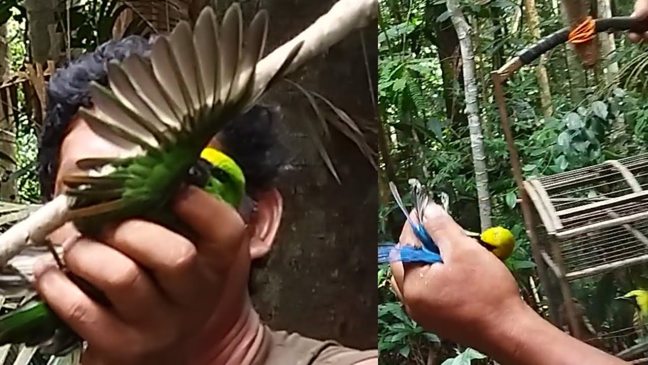 mikat cucak ranting dapat super besar di pedalaman hutan Riau